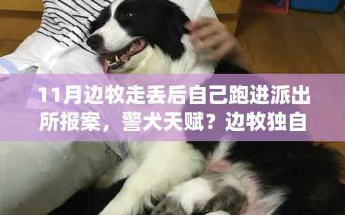 边牧独自报案展现智商,警犬天赋还是独特行为深度解析?