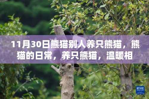 熊猫的日常,养熊温馨时光