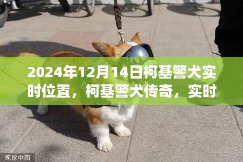 柯基警犬传奇,实时追踪见证时代印记的柯基警犬在2024年12月14日的实时位置追踪