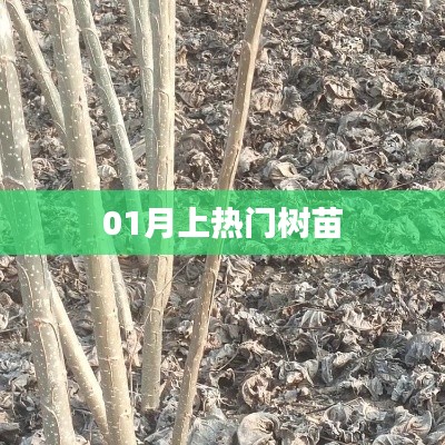 插翅难飞 第3页