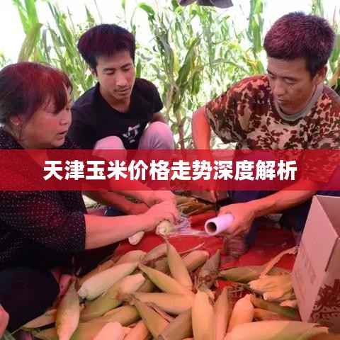 天津玉米价格走势深度解析