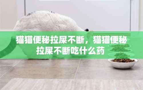 猫猫便秘拉屎不断，猫猫便秘拉屎不断吃什么药 