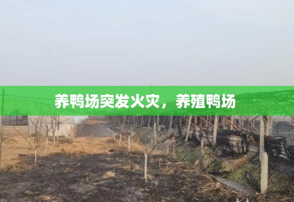养鸭场突发火灾,养殖鸭场