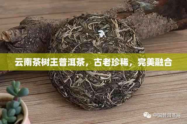 云南茶树王普洱茶,古老珍稀,完美融合