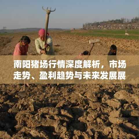 南阳猪场行情深度解析,市场走势、盈利趋势与未来发展展望