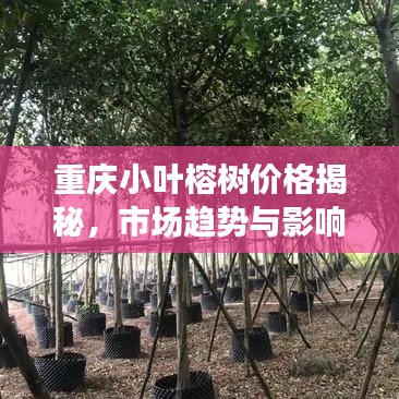 重庆小叶榕树价格揭秘,市场趋势与影响因素全解析