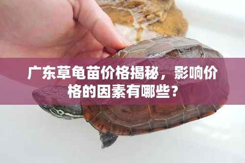 广东草龟苗价格揭秘,影响价格的因素有哪些?