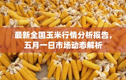 最新全国玉米行情分析报告,五月一日市场动态解析