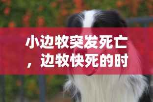 小边牧突发死亡，边牧快死的时候 