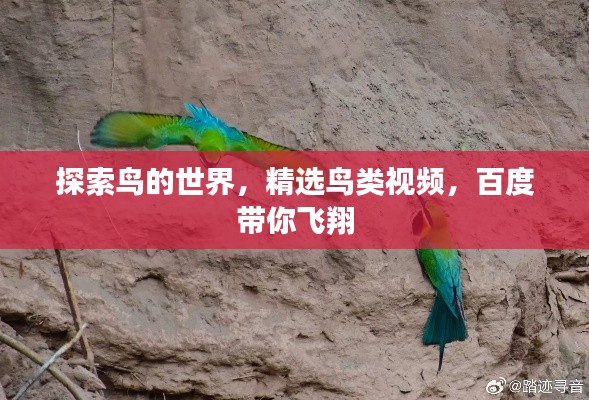 探索鸟的世界，精选鸟类视频，百度带你飞翔