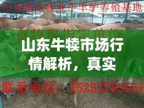 山东牛犊市场行情解析，真实价格揭秘